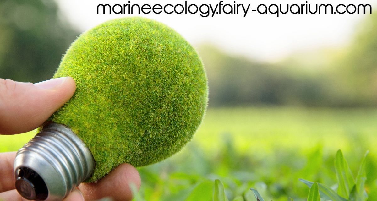 marineecology.fairy-aquarium.com